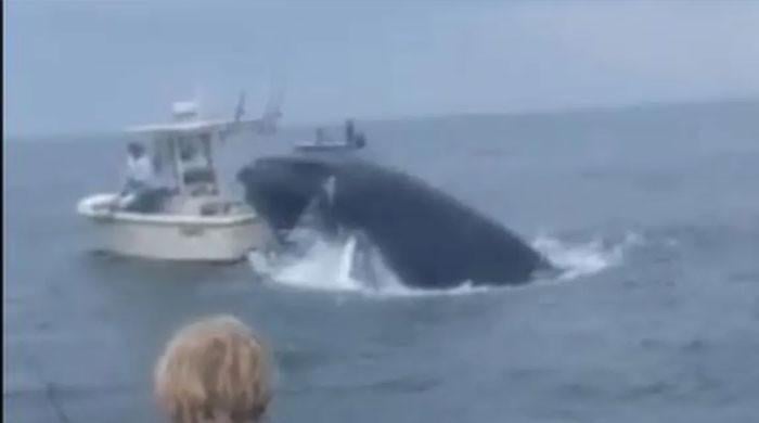 Whale capsizes boat, throws 2 people overboard off New Hampshire coast