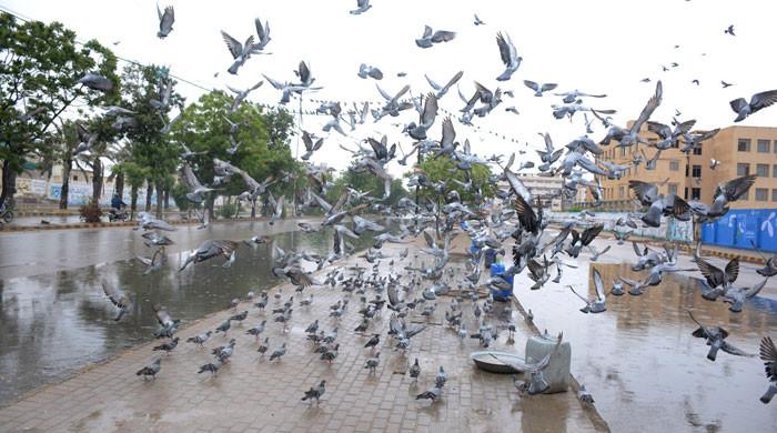 PMD forecasts rain and thunderstorms in Karachi this week