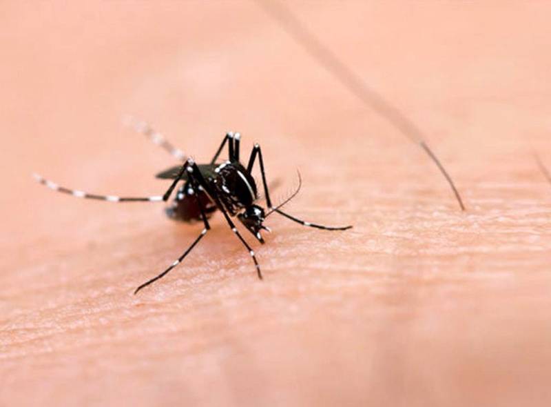 Punjab records 16 new cases of dengue