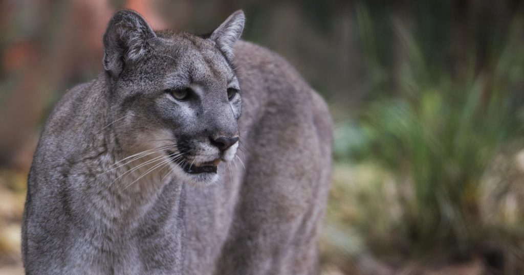 As deaths of endangered Florida panthers mount 3 kittens spotted Pakistan News Today