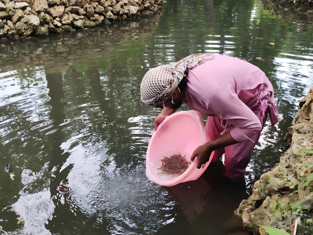 Fish released in Lahore Zoo to naturally eliminate dengue mosquitoes Pakistan News Today