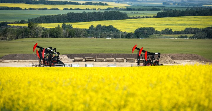 China hits Canada with anti dumping canola probe after EV tariffs Pakistan News Today