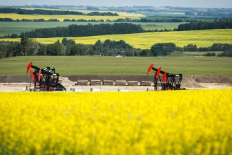 canola canada china Pakistan News Today