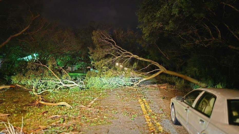 fallen trees across a road in Tampa