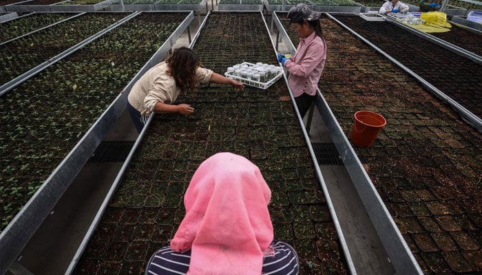 A worker places potato plantlets, propagated in a laboratory, on the potting mix to transplant them in a greenhouse, at a research facility under CIP, in the Yanqing district, Beijing, China, May 20, 2024. — Reuters