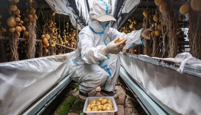 A worker wearing a protective suit harvests potato tubers at a greenhouse under Yakeshi Senfeng Potato Industry Company in Yakeshi, Inner Mongolia, China, June 16, 2024. — Reuters