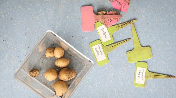 Chinese scientists grow climate proof potatoes to combat food security threats Pakistan News Today