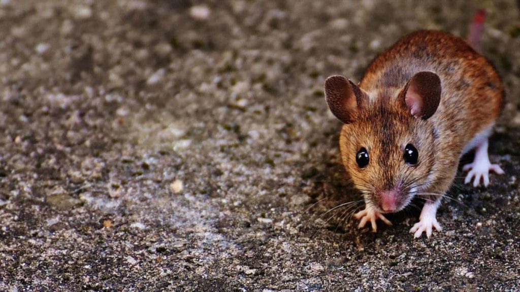 Mice VR Headsets Revolutionise Brain Activity Studies and Behavioural Research Pakistan News Today