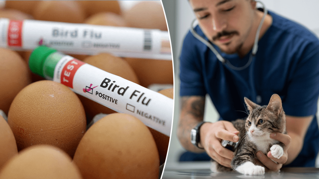 Nationwide cat food recall issued after bird flu death Pakistan News Today