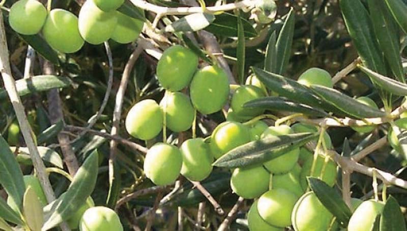 Punjab govt plans to grow 50m olive trees Pakistan News Today