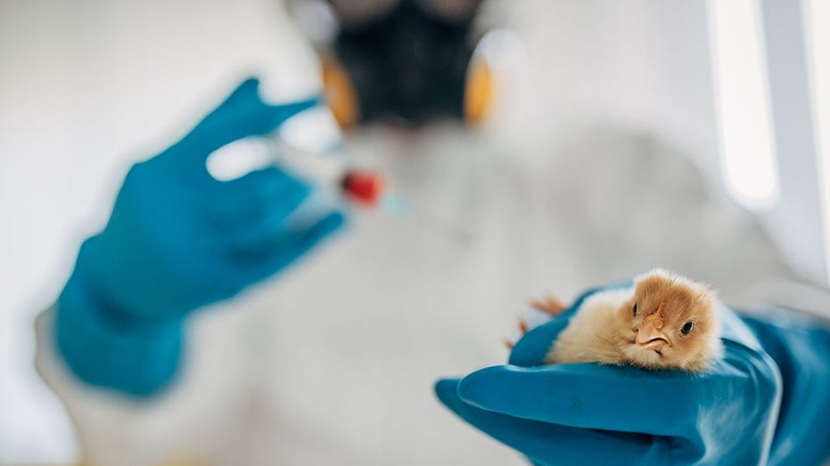 laboratory testing a chicken