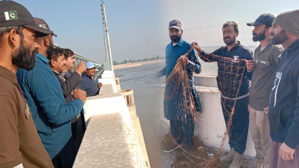 Five Indus blind dolphins rescued from Taunsa Barrage Pakistan News Today